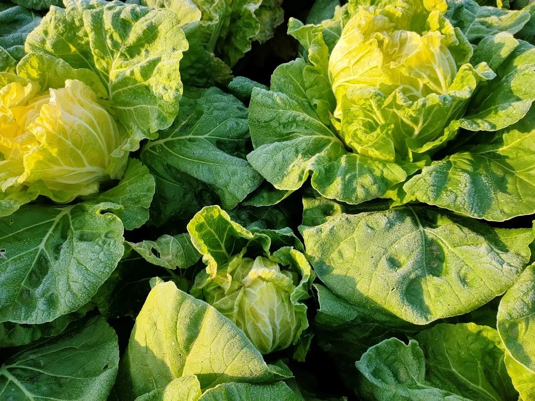 花城控股集團 花城控股集團